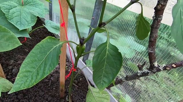 Участку год. Обзор дачного домика и огорода :) смотреть онлайн