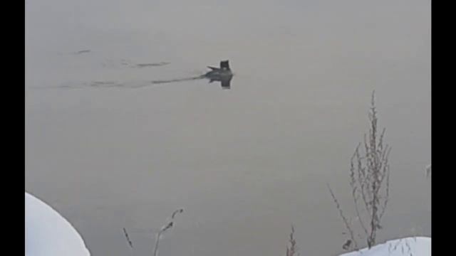 Наблюдение за утками на проточной реке #утки #наблюдение #животные смотреть онлайн