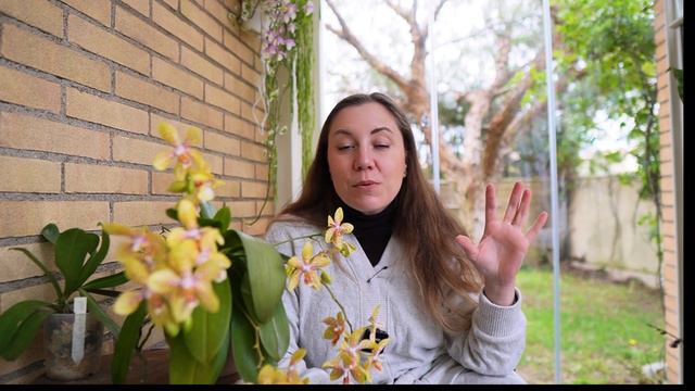 Fioritura della phalaenopsis Rheingold x Pallens смотреть онлайн