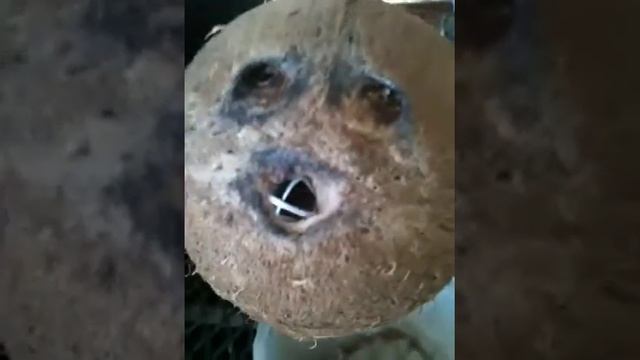coconut man plays hannibal смотреть онлайн