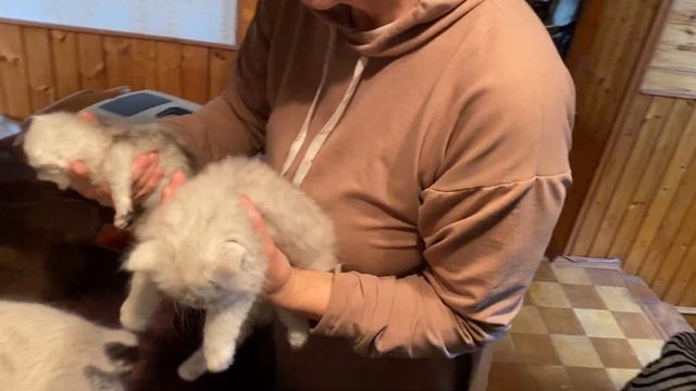Котята трех разных возрастов - Персидская шиншилла смотреть онлайн