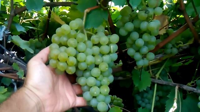 сорт винограда цитронный магарач смотреть онлайн