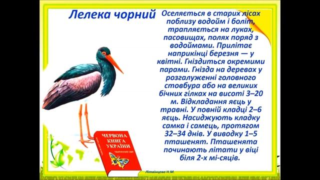 Урок 98 ЯДС  Червона книга. Тварини, птахи, рослини Червоної книги України 2 клас