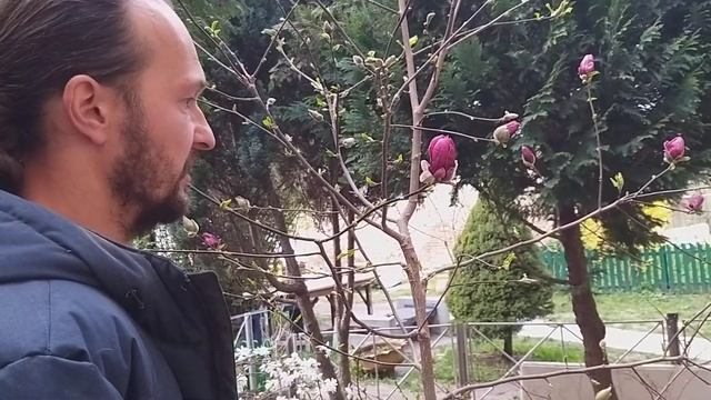 17-е мгновение весны - ускользающая красота магнолий смотреть онлайн