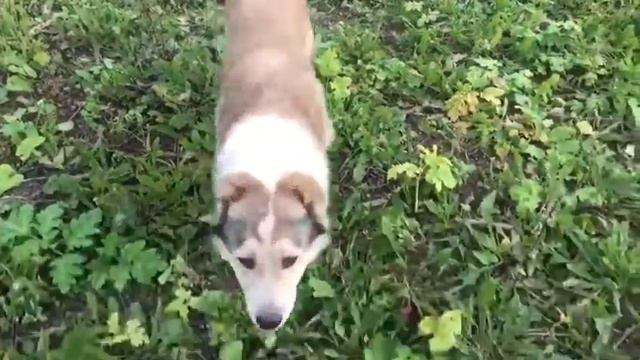 Боско. Прогулка смотреть онлайн