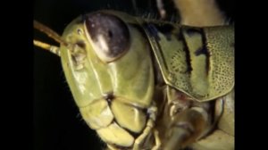 Кто такие кузнечики. Развивающее видео про кузнечика для малышей. для развития детей