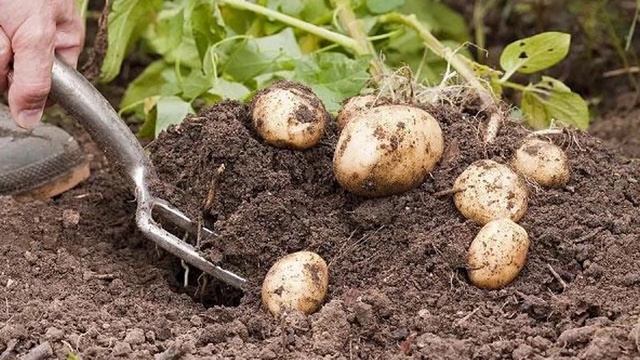 Картофель сорта Импала смотреть онлайн