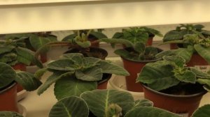 Как правильно поливать Глоксинии. Часть 1