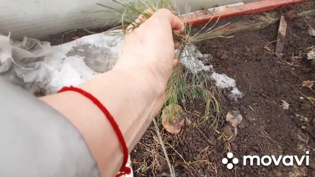 Сосна японская белая Темпельхоф.Можжевельник Лайм Глоу. Мои хвойные новинки смотреть онлайн