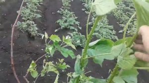 УРАААА!!! ЦВЕТЕТ ЕЖЕМАЛИНА!