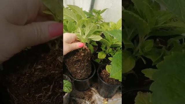 Черенки крупнолистной гортензии "Бесконечное лето". #гортензии #продажа смотреть онлайн