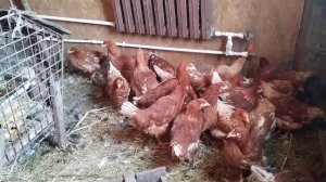 Купили кур молодок по 300 р.