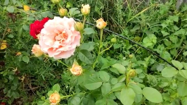 Роза Полька смотреть онлайн