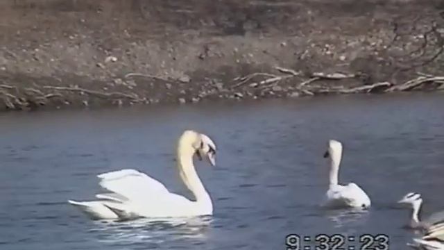 Церемония приветствия у лебедей шипунов (Cygnus olor) смотреть онлайн