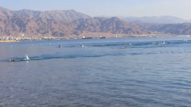 Заплыв на Красном море (г.Эйлат (Израиль) 16.01.20) смотреть онлайн