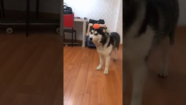 Dont fall off, dont fall off... смотреть онлайн