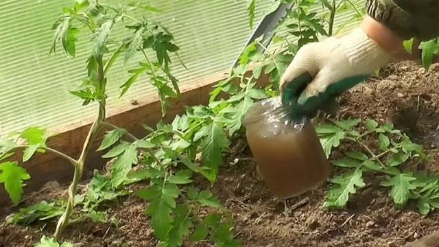 Подкормка помидор йодом смотреть онлайн