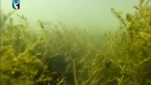 Водяная чума (Элодея канадская) смотреть онлайн