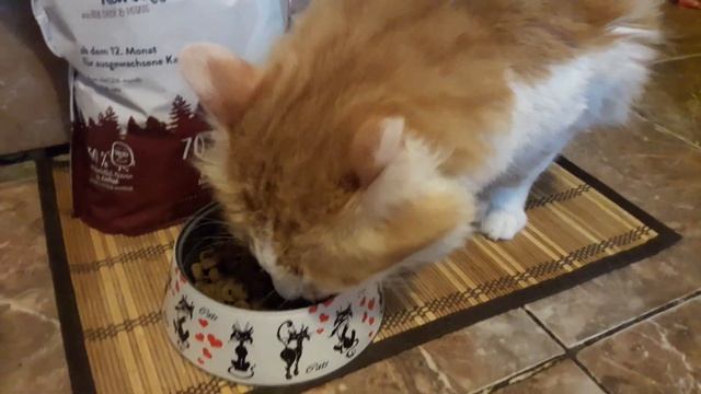 Отзыв о корме для кошек Sanabelle Delicious Adult с косулей и картофелем смотреть онлайн