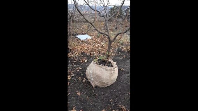 Выкопка 6 летнего фундука смотреть онлайн