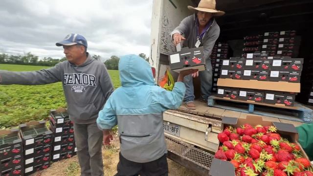 Strawberry Harvest 2022: Picking Strawberries!!!!!!!
