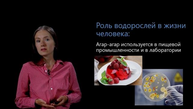 Роль водорослей в природе и жизни человека. Видеоурок 22. Биология 5 класс смотреть онлайн