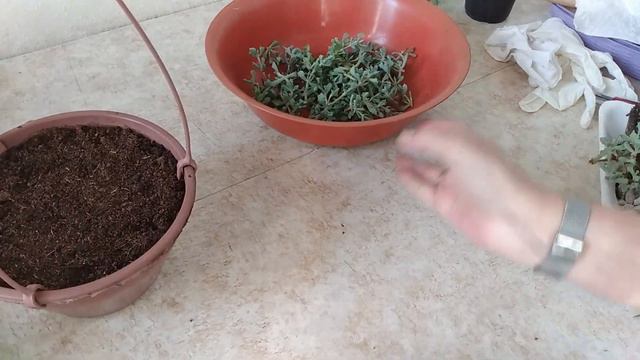 Suculentas - Renovando Um Vaso De OSCULARIA DELTOIDES