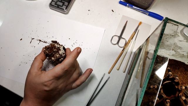 Поговорим о попытках разведения гигантской пары Acanthoscurria geniculata. Размеры самца 23 см. смотреть онлайн