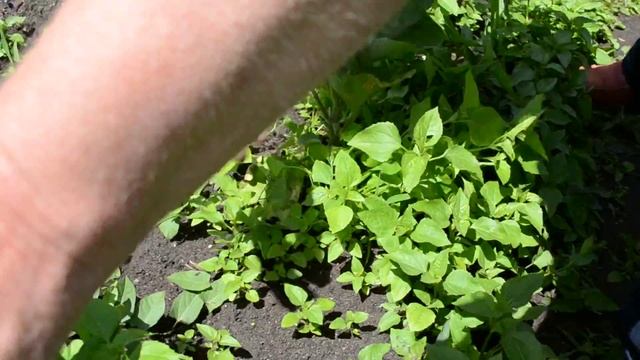 Защитите баклажаны от вредителей,выращивая их в траве! смотреть онлайн