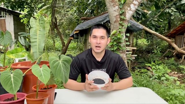 SOIL MIX FOR HEALTHY PHILODENDRONS AND REPOTTING MY PHILODENDRON BURLE MARX