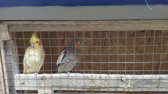 Генетика окрасов корелл смотреть онлайн