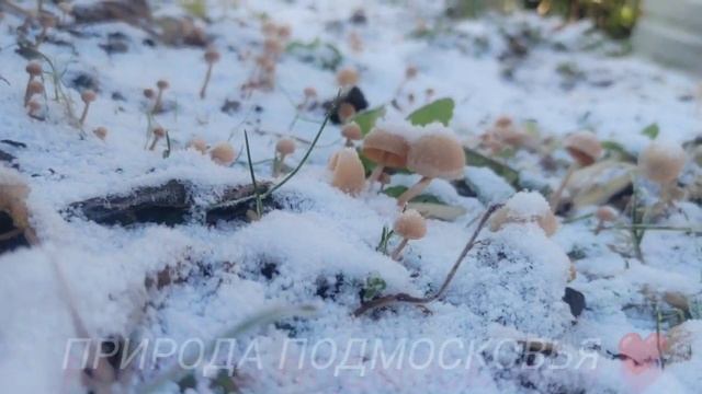 природа Подмосковья ❤️