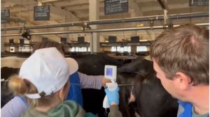 Эндоскоп с функцией осеменения КРС