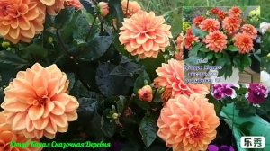 Георгина Гэллери Матисс/ Dahlia Gallery Matisse