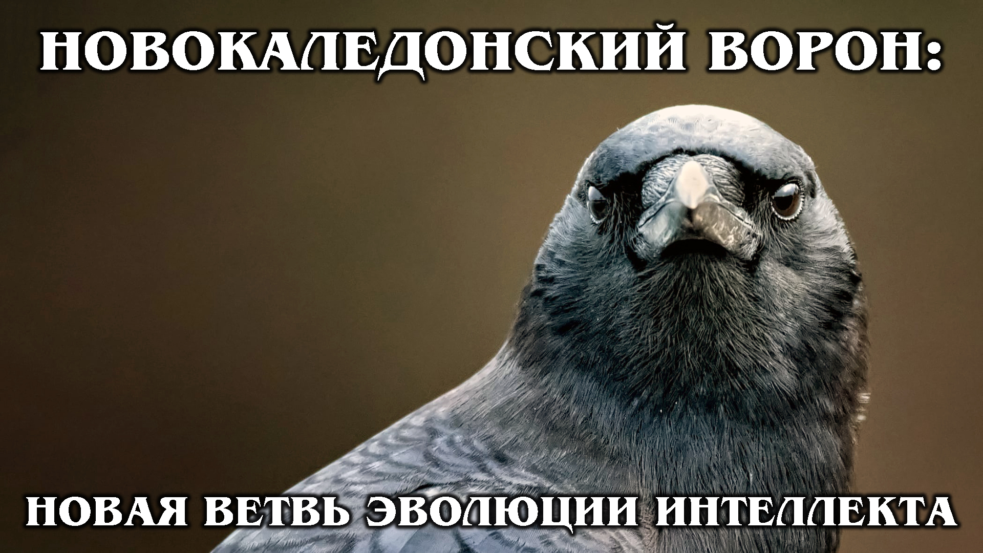 НОВОКАЛЕДОНСКИЕ ВОРОНЫ: Самые умные в мире птицы | Интересные факты про врановых птиц и животных смотреть онлайн