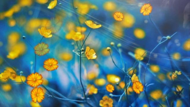 Футаж Желтая космея HD Video Background смотреть онлайн