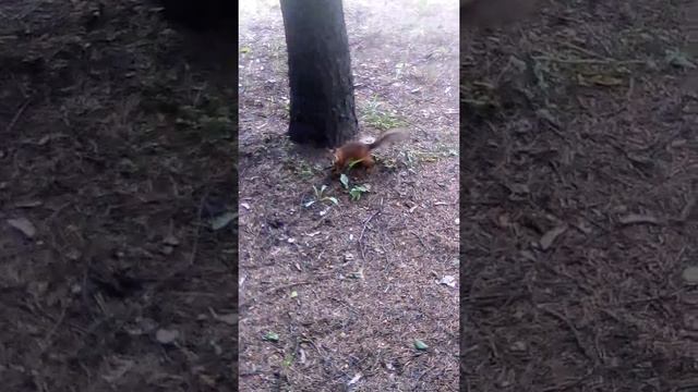 Охота на белку. Простите за плохое качество! смотреть онлайн