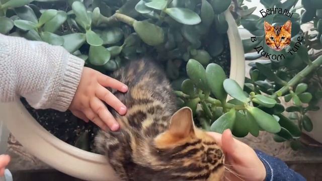 БЕНГАЛЬСКИЕ КОШКИ и ДЕТИ МЛАДЕНЦЫ смотреть онлайн
