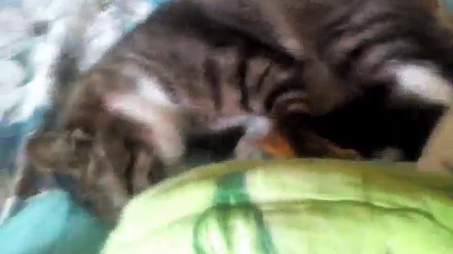 Кот кусается) смотреть онлайн