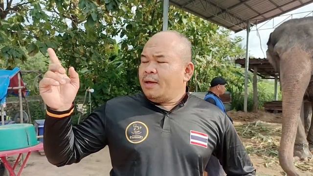 ศูนย์อนุรักษ์ช้าง ช้างทองคำ พาเยี้ยมพังเชอร์รี่ смотреть онлайн