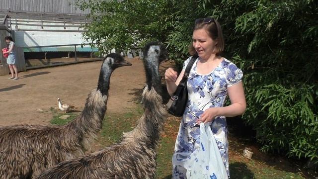 Страусиная ферма. Кормим африканских страусов, эму, кроликов, козлят и осла. смотреть онлайн
