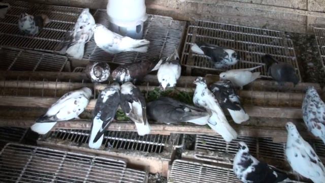 Лук в рационе голубей. Олег Костяков, Самара. смотреть онлайн