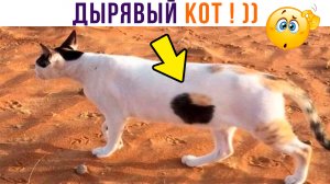 ДЫРЯВЫЙ КОТ! (чего)))) Приколы с котами | Мемозг 1290
