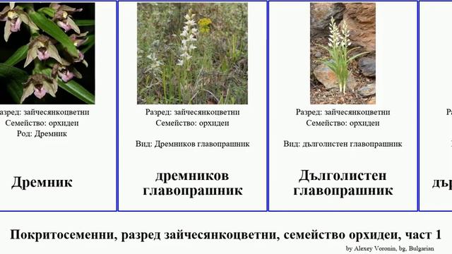 Покритосеменни, разред зайчесянкоцветни, семейство орхидеи, част 1 пантофка angiosperms салеп диса смотреть онлайн