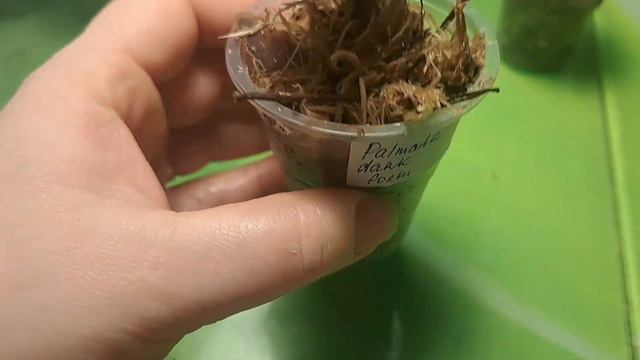 Новинки в феврале смотреть онлайн