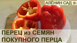 ПЕРЕЦ ИЗ СЕМЯН МАГАЗИННОГО ПЕРЦА!!!