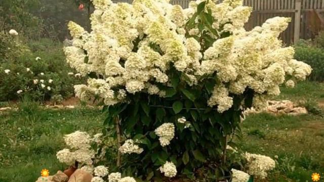 Гортензия метельчатая Grandiflora. Краткий обзор, описание характеристик смотреть онлайн