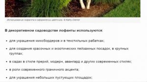 Многоколосник фенхельныий, агастахе, или лофант в цветнике