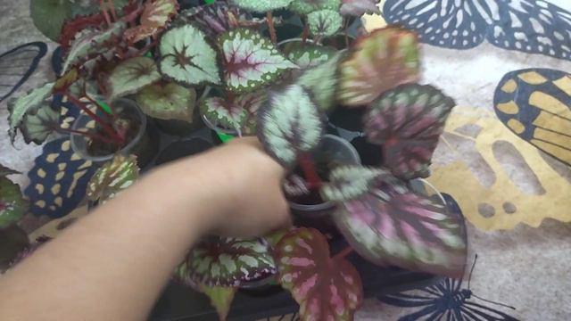 Бегонии на продажу. смотреть онлайн