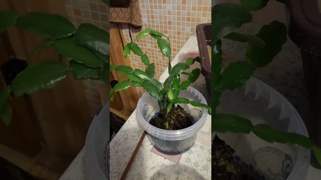 Декабрист: результат черенкования смотреть онлайн